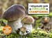 Bild des Verkufers fr L'indispensable guide du cueilleur de champignons [FRENCH LANGUAGE - Soft Cover ] zum Verkauf von booksXpress