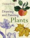 Imagen del vendedor de Drawing and Painting Plants a la venta por Agapea Libros