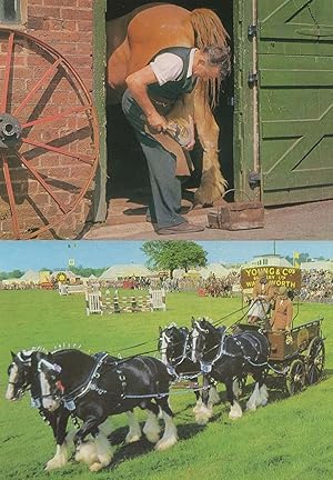 Blacksmith Horse Shoe Hoof Repair In The Show Ring 2x Postcard s