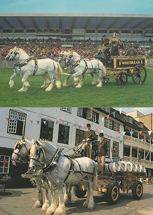 Whitbread Shires On Show At Work Horses 2x Postcard s