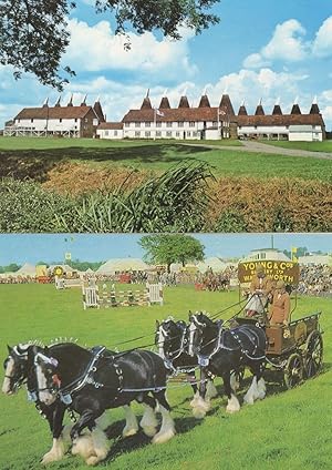 Whitbread Hop Farm In The Shire Show Ring Horses 2x Postcard s