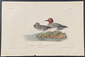 American Green-winged Teal