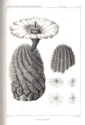 Imagen del vendedor de United States and Mexican Boundary Survey; Cactaceae of the Boundary a la venta por Rare Books Honolulu
