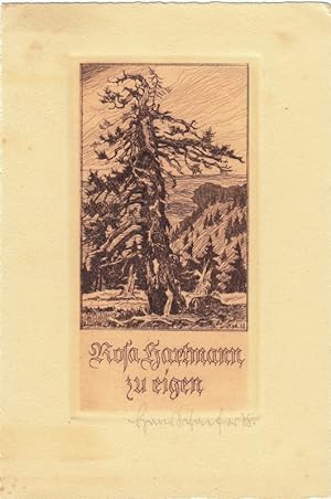 Rosa Hartmann zu eigen. Alte knorrige Tanne auf einem Hügel im Gebirge.
