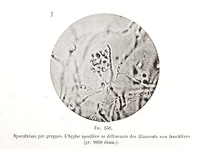 La teigne trichophytique et la teigne spéciale de Grüby (Les trichophyties humaines : atlas).