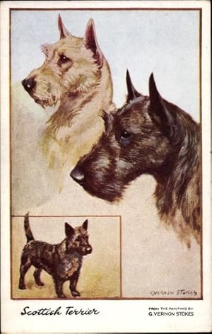 Künstler Ansichtskarte / Postkarte Stokes, G. Vernon, Scottish Terrier, Hundeportrait