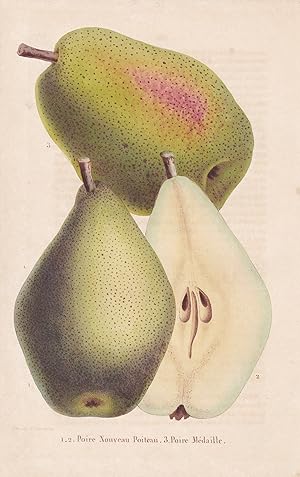 Bild des Verkufers fr "Poire Nouveau Poiteau, Poire Medaille" - Birne pear flower Blume Blumen botanical Botanik Botany zum Verkauf von Antiquariat Steffen Vlkel GmbH