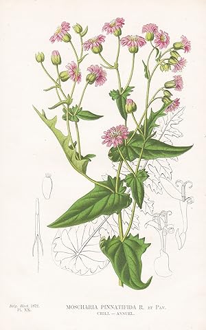 Bild des Verkufers fr Mocharia Pinnatifida" - Chile / flower Blume Blumen flowers / botanical Botanik Botany zum Verkauf von Antiquariat Steffen Vlkel GmbH
