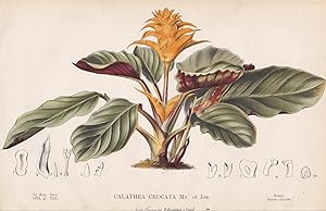 Bild des Verkufers fr "Calathea Crocata" - Brazil Brasil Brasilien / flower Blume Blumen flowers / botanical Botanik Botany zum Verkauf von Antiquariat Steffen Vlkel GmbH