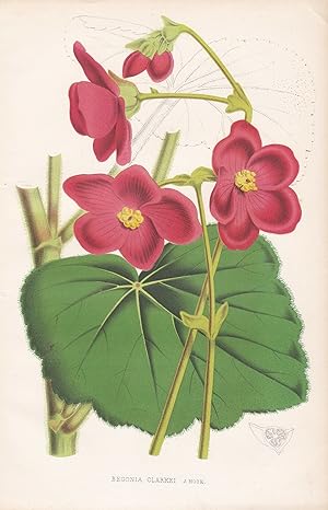 Bild des Verkufers fr "Begonia Clarkei" - flower Blume Blumen botanical Botanik Botany zum Verkauf von Antiquariat Steffen Vlkel GmbH