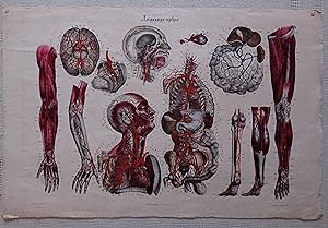 Anatomie méthodique ou Organographie humaine