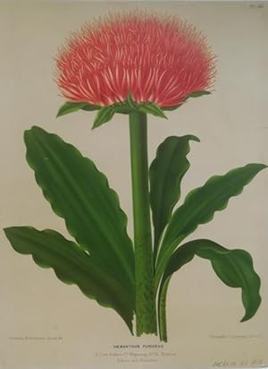 Haemanthus puniceus. Chromolithographie Pl. 88 v. G. Severeyns nach Arentine H. Arendsen aus: Eed...