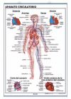 Aparato respiratorio ; Aparato circulatorio : anatomía infantil