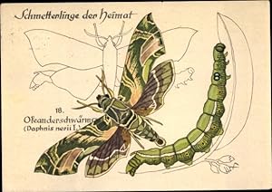 Ansichtskarte / Postkarte Schmetterlinge der Heimat, Oleanderschwärmer, Daphnis nerii, Raupe