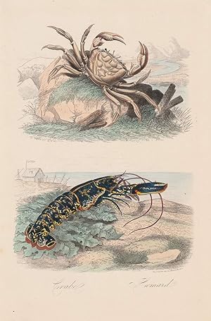 Crabe, Homard. Kolorierte Lithographie von Chardon.