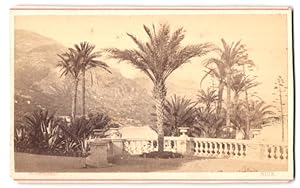 Fotografie Degand, Nizza, Ansicht Monte Carlo, Terrasse mit Palmen