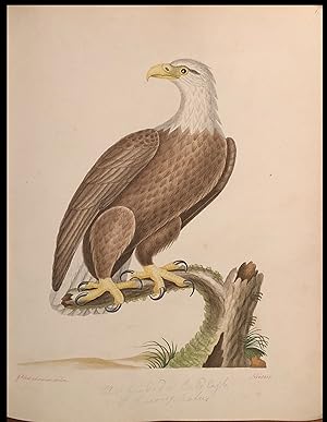 Imagen del vendedor de Drawings in Natural History - Birds An album containing two hundred and twenty-one watercolors a la venta por Arader Galleries Drawings & Watercolors