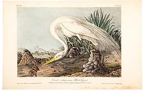 Audubon's first edition of Birds of America "Great American White Egret" Hand Colored Lithograph