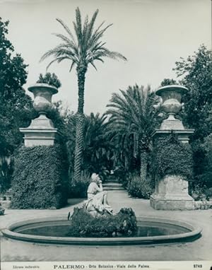 Foto Palermo Sicilia, Orto Botanico, Viale delle Palme, um 1900 - NPG 9749