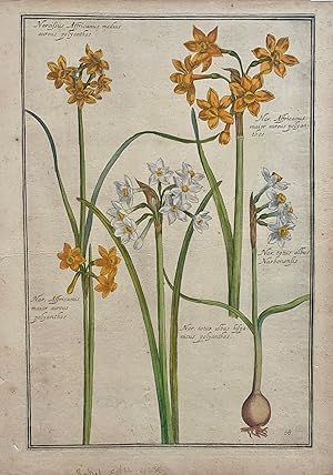 Narcissus Affricanus medius aureus polyanthos; Plate 18