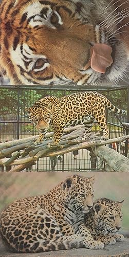 Tiger & Jaguar at London Zoo 3x 1980s Postcard s
