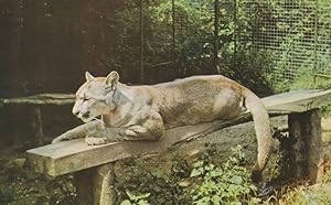 Puma Cat at Colchester Zoo 1970s Postcard