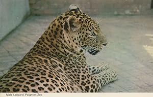 Male Leopard At Paignton Zoo 1970s Postcard