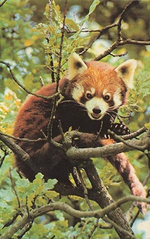 Red Panda Bear 1970s Postcard