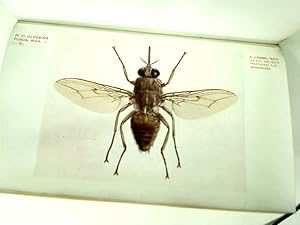 A Monograph of the Tsetse-Flies (Genus Glossina, Westwood): Based on the Collection in the Britis...