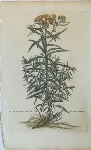 Gnaphalium americanum angustifolium. Ruhrkraut. Kol. Kupferstich Fig. 170 Fol. 614 aus: Abraham M...