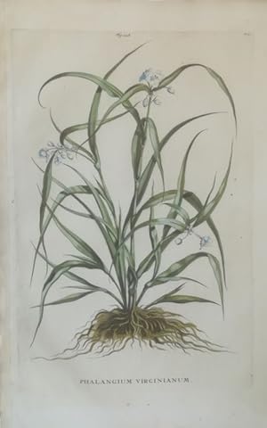 Phalangium virginianum. Lilie. Kol. Kupferstich Fig. 228 Fol. 814 aus: Abraham Munting: Naauwkeur...
