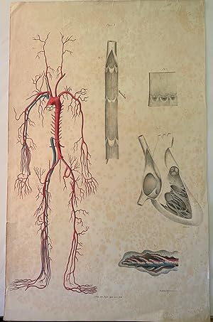 (Flow of Blood in the Human Body), Plate 3, a single folio-sized lithographed plate from: "A Seri...