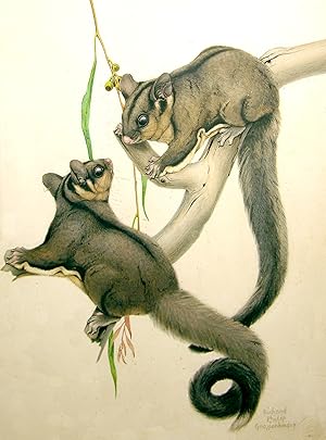 Seller image for Two Squirrels for sale by Arader Galleries Drawings & Watercolors