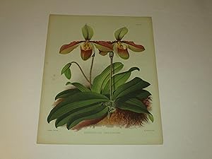 Bild des Verkufers fr The Orchid Album Color Lithograph of "Cypripedium Amesianum" - Orchids - Plate #340 zum Verkauf von rareviewbooks