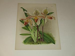 Immagine del venditore per The Orchid Album Color Lithograph of "Cypripedium Insigne Mooreanum" - Orchids - Plate #445 venduto da rareviewbooks