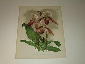 Bild des Verkufers fr The Orchid Album Color Lithograph of "Cypripedium Selligerum Majus" - Orchids - Plate #433 zum Verkauf von rareviewbooks