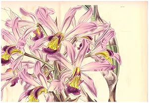 Laelia Superbiens - Gorgeous Laelia. Altkolorierter Kupferstich (Aus: Curtis' Botanical Magazine,...