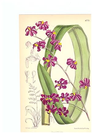Odontoglossum Edwardi. Altkolorierte Original-Lithographie (Aus: Curtis' Botanical Magazine, No. ...