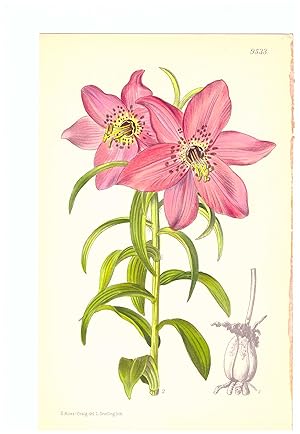 Nomocharis Aperta. Liliaceae. Altkolorierte Original-Lithographie (Aus: Curtis' Botanical Magazin...