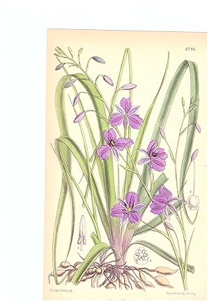 Dichopogon Strictus. Altkolorierte Original-Lithographie (Aus: Curtis' Botanical Magazine, No. 67...