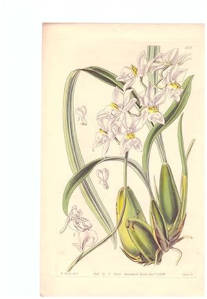 Odontoglossum Pulchellum. Elegant Odontoglossum. Altkolorierter Kupferstich (Aus: Curtis' Botanic...