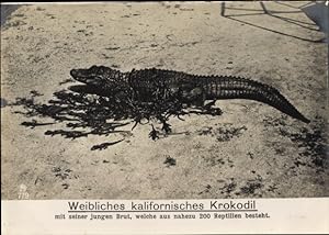 Riesen Ansichtskarte / Postkarte Weibliches kalifornisches Krokodil mit Brut