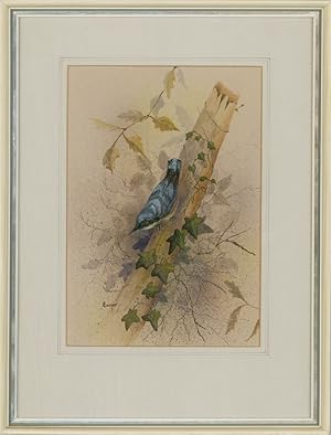 Eileen Cooper - Contemporary Watercolour, Nuthatch