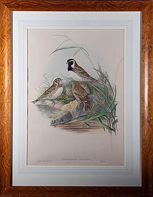 Image du vendeur pour Walter after H.C. Richter and J. Gould (1804-1881) - Lithograph, Lapland Bunting mis en vente par Sulis Fine Art