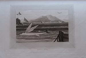 Seller image for INTERESTING SELECTIONS FROM ANIMATED NATURE WITH ILLUSTRATIVE SCENERY. for sale by Charles Russell, ABA, ILAB, est 1978