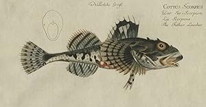 Fische und Fischfang, Seeskorpion , Fische und Fischfang. - Marcus Ãlieser Bloch. - Seeskorpion....