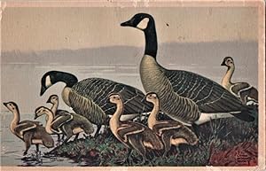 Immagine del venditore per Wildlife postcard: Canadian Geese venduto da Mobyville