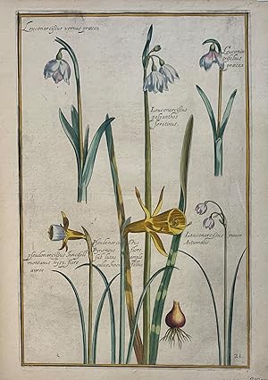 Leucojum aestivum (Snowflake flower); Plate 21