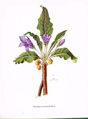 Wild flowers of Attica. Illustrated with coloured plates by W.O. Everett.