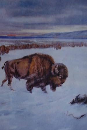 Seller image for Article: the Bison of House Rock Valley for sale by Hammonds Antiques & Books